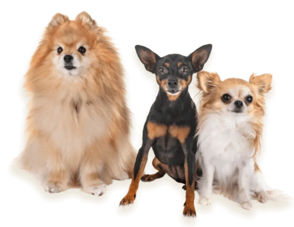 Three dogs sit side by side: a fluffy Pomeranian, a sleek black-and-tan dog, and a small, cream-colored Chihuahua against a dark background.